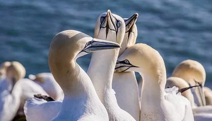 茶叶保质期一般多久